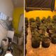 Imagem - Laboratório de skunk: mais pés de maconha são apreendidos no Sul do ES