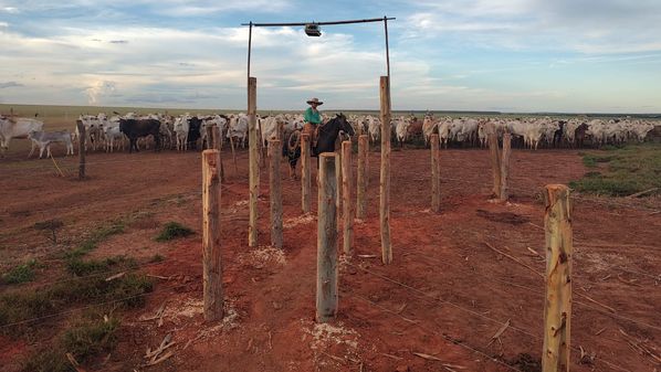 Ricardo Negri, que trabalhou na pasta da Agricultura no governo ex-presidente Mauricio Macri, é responsável pela expansão da empresa Olho do Dono, que inovou na pesagem de animais