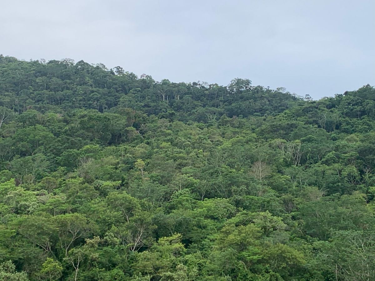 Mata Atlântica no Espírito Santo; verde; vegetação; mata; mata nativa
