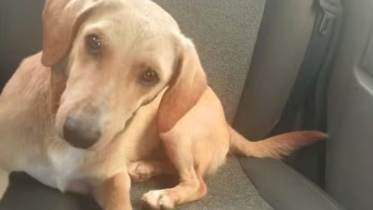 Cachorro caramelo Marley é de Colatina, no Espírito Santo, e brincou com capivara 