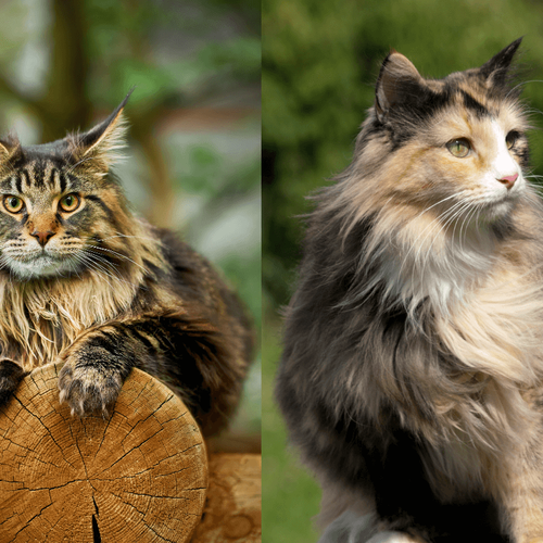 Imagem - 8 diferenças entre as raças maine coon e norueguês da floresta