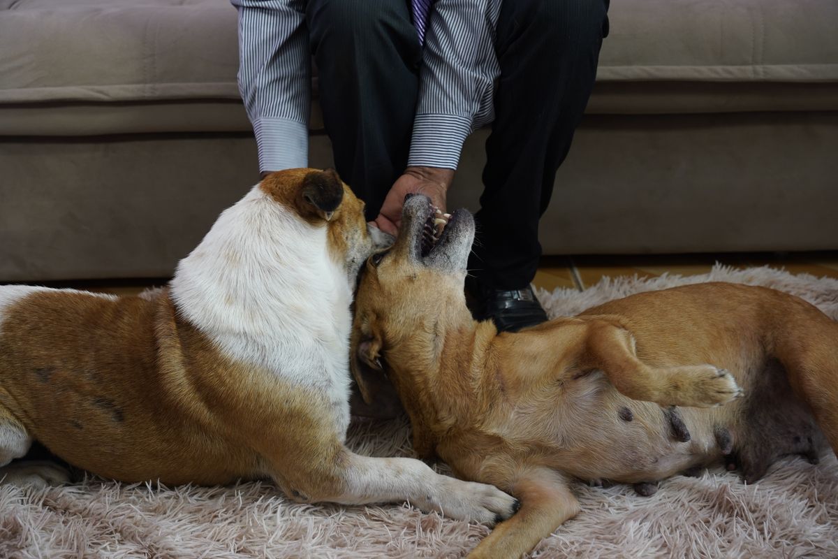Wi-fi e Instagram são os nomes dos cachorros do Edison Almeida, conhecido como Edinho