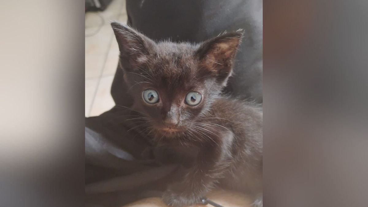 Cadela 'adota' gatinho de rua e carrega filhote pela boca em oficina de Vitória