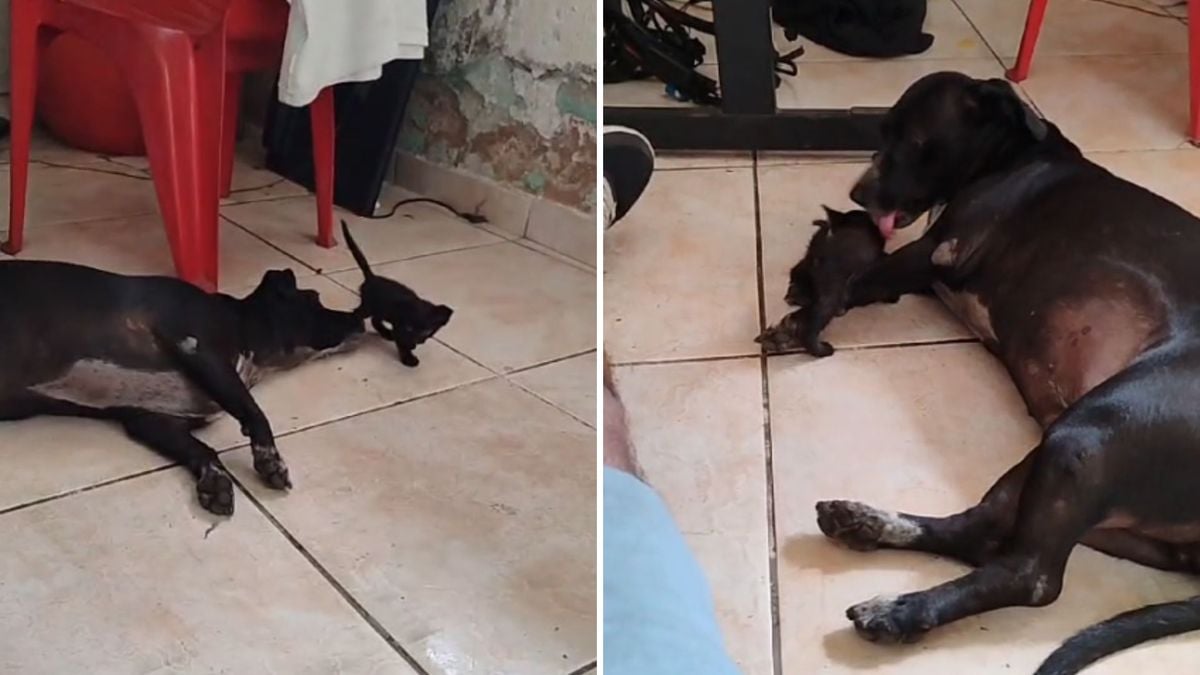 Cadela 'adota' gatinho de rua e carrega filhote pela boca em oficina de Vitória