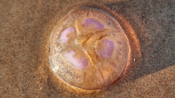 CBN Vitória - 8n3qs0n9ftn