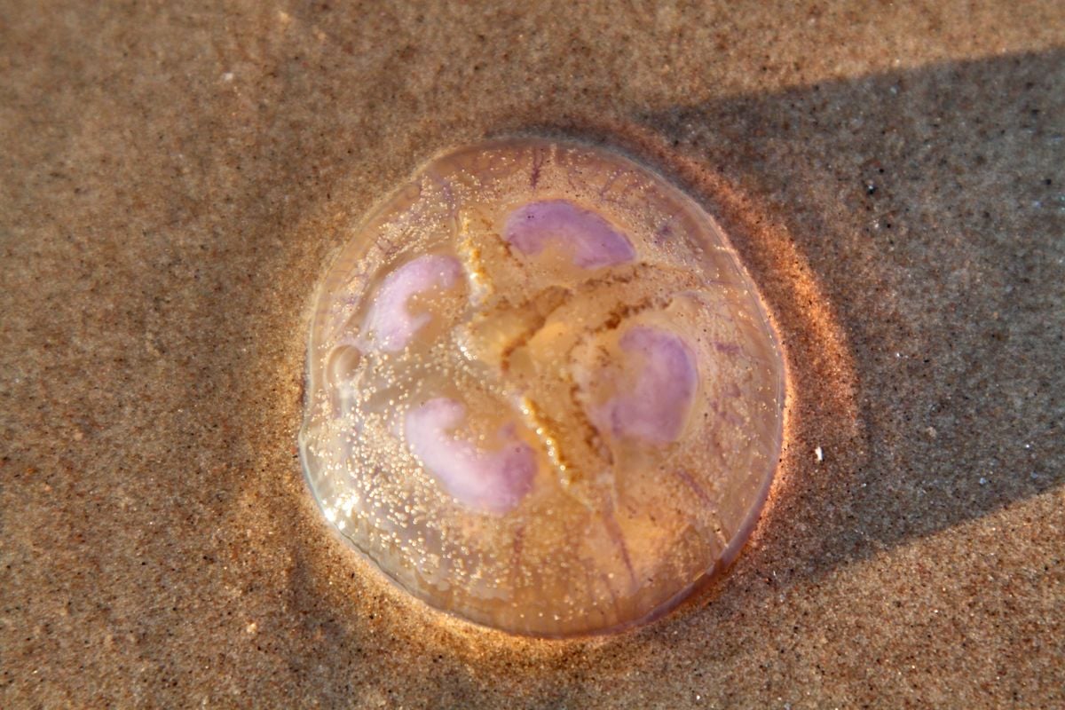 Água-viva na areia da praia