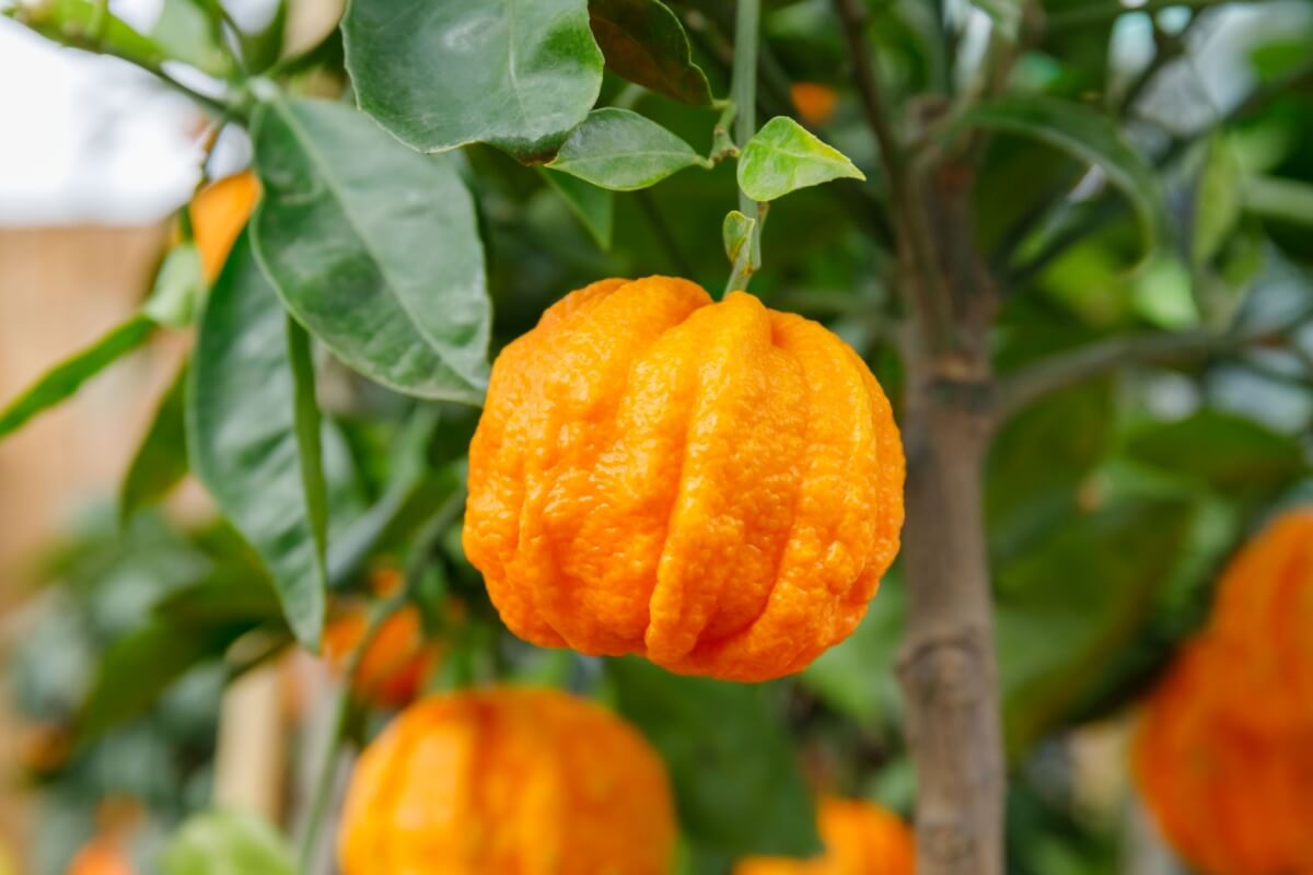 A laranja-amarga tem uma rica composição nutricional (Imagem: nnattalli | Shutterstock) 
