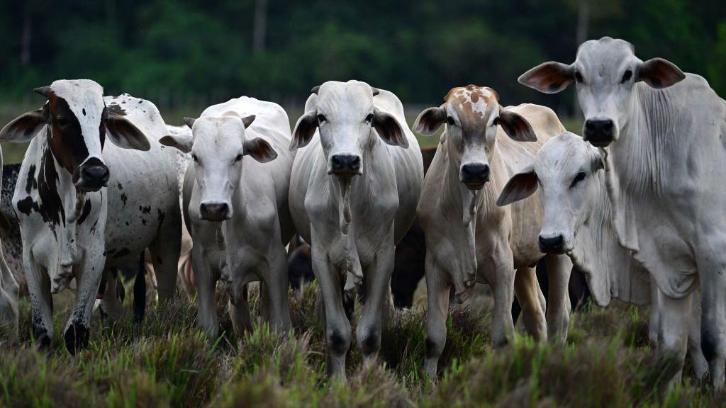 Imagem BBC Brasil