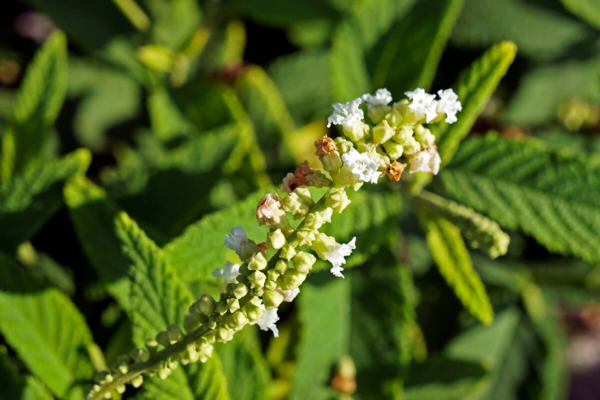 Com folhas aromáticas e ação terapêutica, a erva-baleeira costuma ser usada para auxiliar no tratamento de diversas condições (Imagem: Wagner Campelo | Shutterstock)