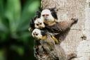 Família de saguis no Parque Pedra da Cebola, em Vitória