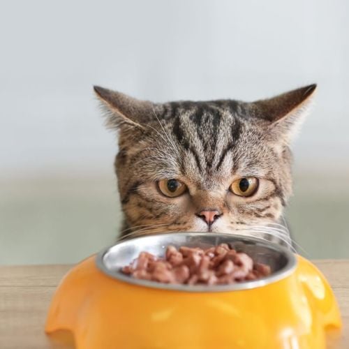 Imagem - 5 perguntas e respostas alimentos para gatos