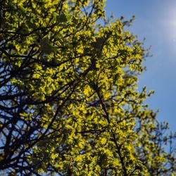 Fenômeno fez São Paulo atingir maior temperatura para dezembro na história na quinta (25)