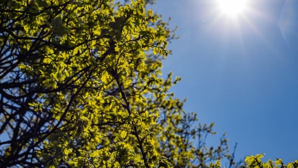 Os autores de estudo têm a cautela de observar que o estudo mostra uma conexão entre extremo calor e envelhecimento, sem concluir definitivamente uma ação de causa e efeito