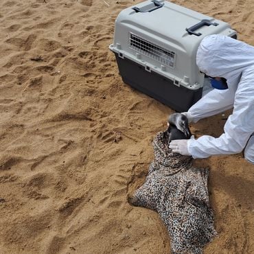 Imagem - Encontrou um animal marinho ou silvestre na praia? Veja como ajudar