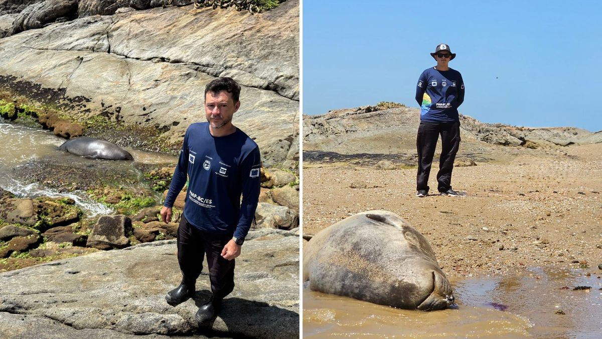 Elefante-marinho segue sendo monitorado pelo Instituto Orca, agora em Itapemirim, no Sul do ES