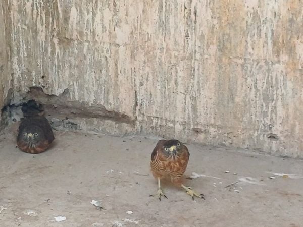 Cinco Gaviões-carijó, ave de rapina encontrada em grande parte do Brasil. Um dos gaviões mais comuns em áreas urbanas por Reprodução | Iema
