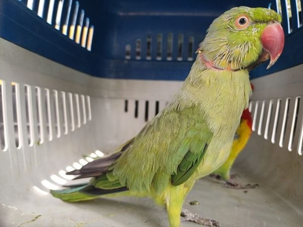 Ring Neck, espécie de médio porte conhecida pela inteligência. Também chamado de periquito-de-colar por Reprodução | Iema