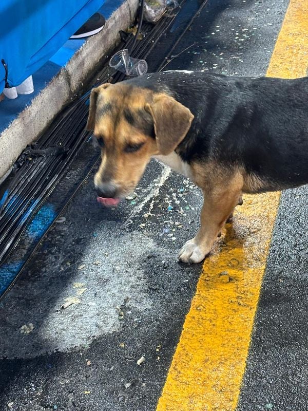 Cachorro durante o desfile da Chegou o que Faltava