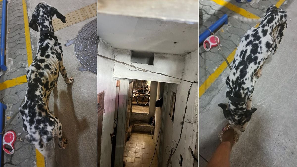 O cachorro foi encontrado vivendo em ambiente insalubre no bairro Itararé, em Vitória
