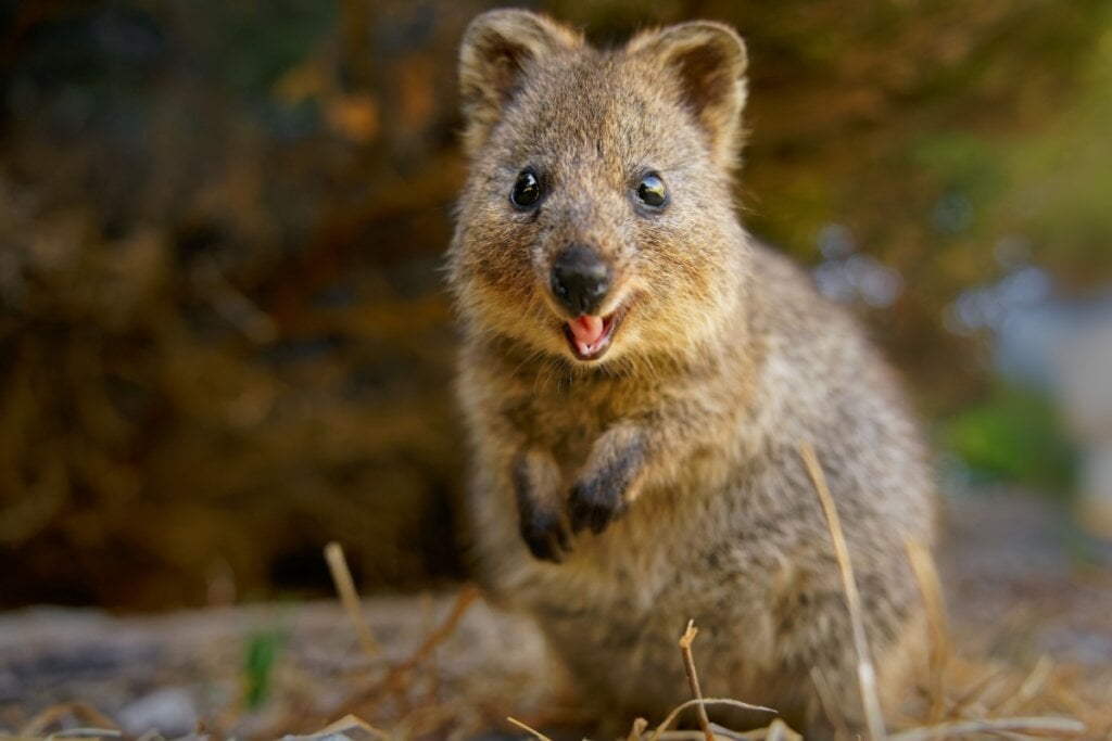 O quokka é conhecido como o “animal mais feliz do mundo” (Imagem: Martin Pelanek | Shutterstock) 