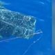 Imagem - Vídeo flagra tubarão-baleia perto de barco de pescadores no litoral do ES