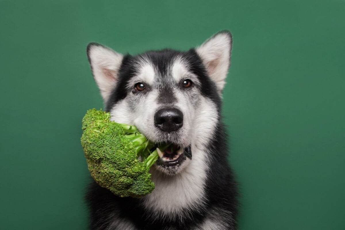 Alguns alimentos ajudam a manter a saúde bucal dos cães (Imagem: Ellina Balioz | Shutterstock)