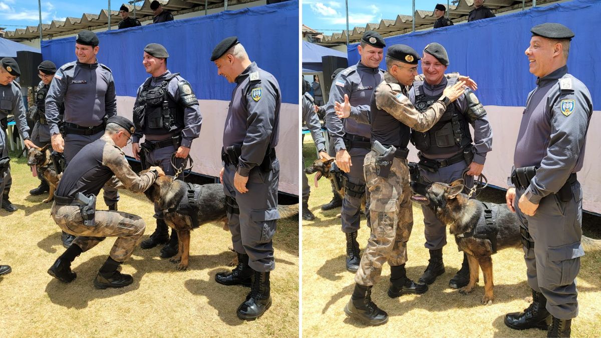 Cão Messi se aposenta após 6 anos de serviço na PM
