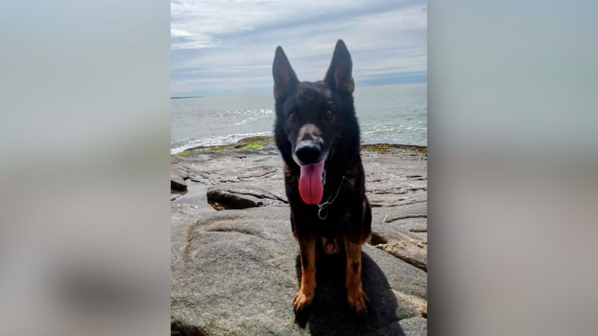 Cão Messi se aposenta após 6 anos de serviço na PM