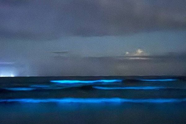 Registro de fenômeno de bioluminescência gerou 'mar azul' na última sexta-feira (7) na praia de Itamambuca, em Ubatuba (SP)