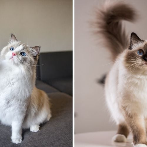 Imagem - 8 diferenças entre as raças de gato birmanês e ragdoll 