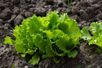 A alface contribui para o trânsito intestinal saudável (Imagem: PANsight | Shutterstock)
