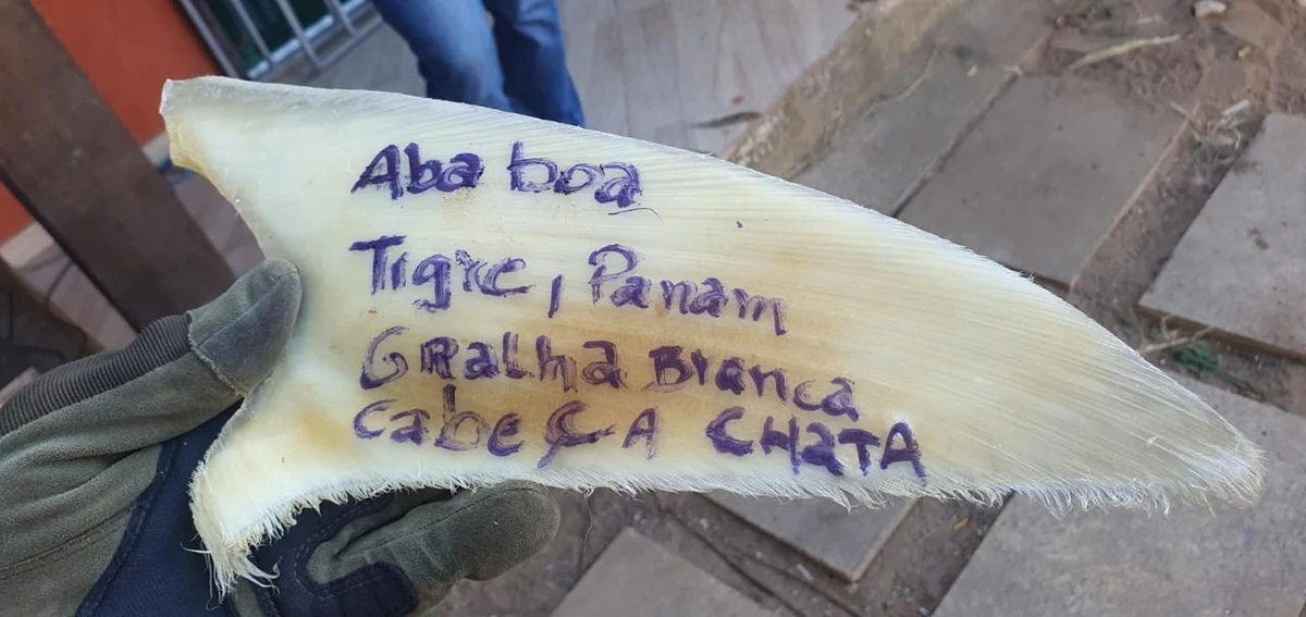 PF apreende mais de uma tonelada de barbatanas de tubarão em Itapemirim 