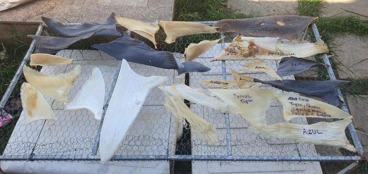 PF apreende mais de uma tonelada de barbatanas de tubarão em Itapemirim  por Polícia Federal 