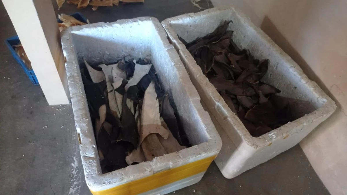 PF apreende mais de uma tonelada de barbatanas de tubarão em Itapemirim  por Polícia Federal 
