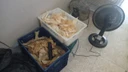 PF apreende mais de uma tonelada de barbatanas de tubarão em Itapemirim (Polícia Federal )
