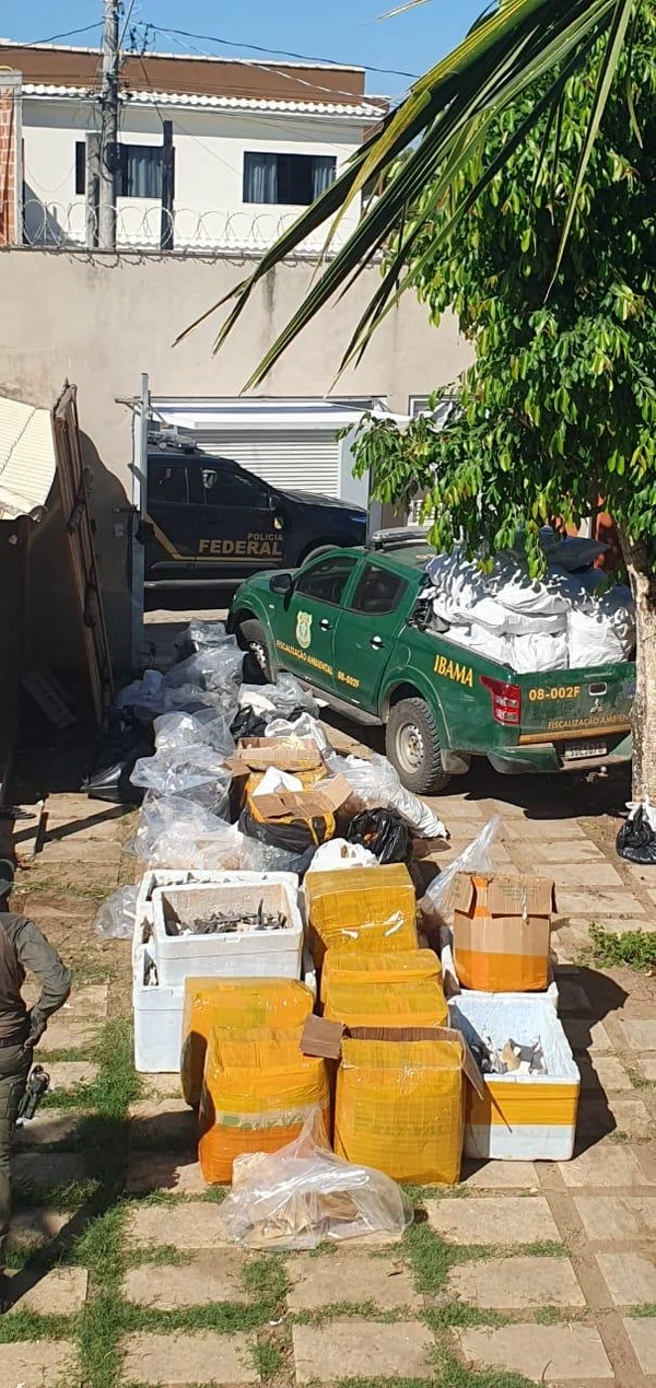 PF apreende mais de uma tonelada de barbatanas de tubarão em Itapemirim  por Polícia Federal 