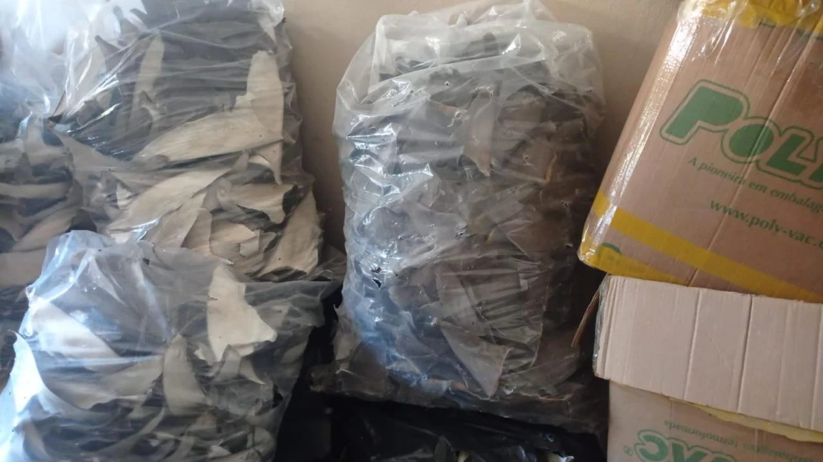 PF apreende mais de uma tonelada de barbatanas de tubarão em Itapemirim  por Polícia Federal 