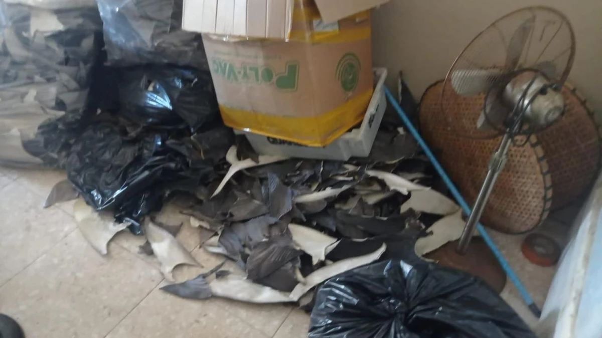 PF apreende mais de uma tonelada de barbatanas de tubarão em Itapemirim  por Polícia Federal 
