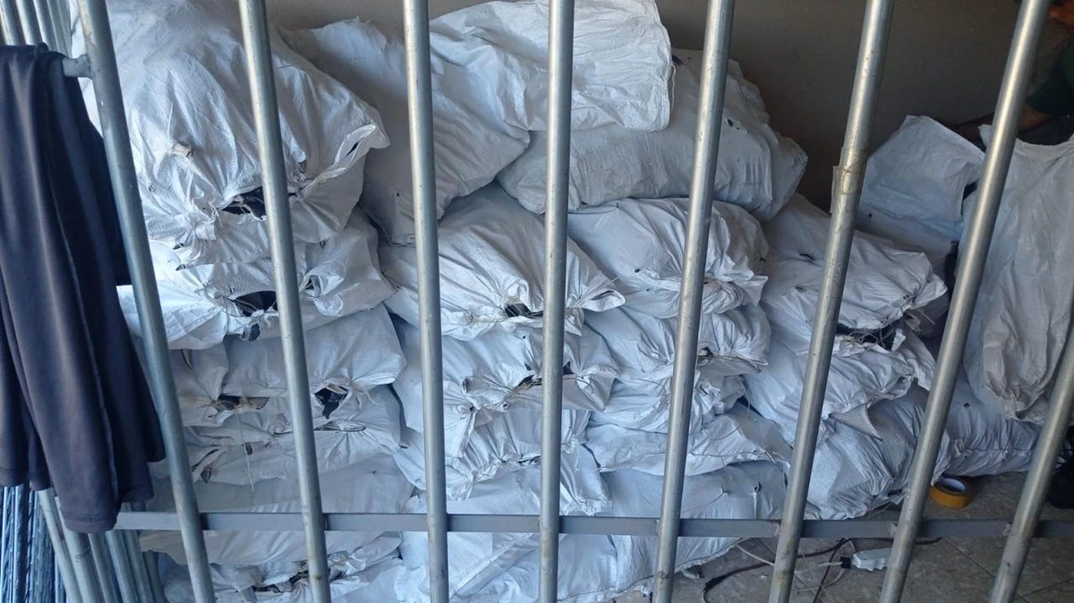 PF apreende mais de uma tonelada de barbatanas de tubarão em Itapemirim  por Polícia Federal 