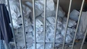 PF apreende mais de uma tonelada de barbatanas de tubarão em Itapemirim (Polícia Federal )