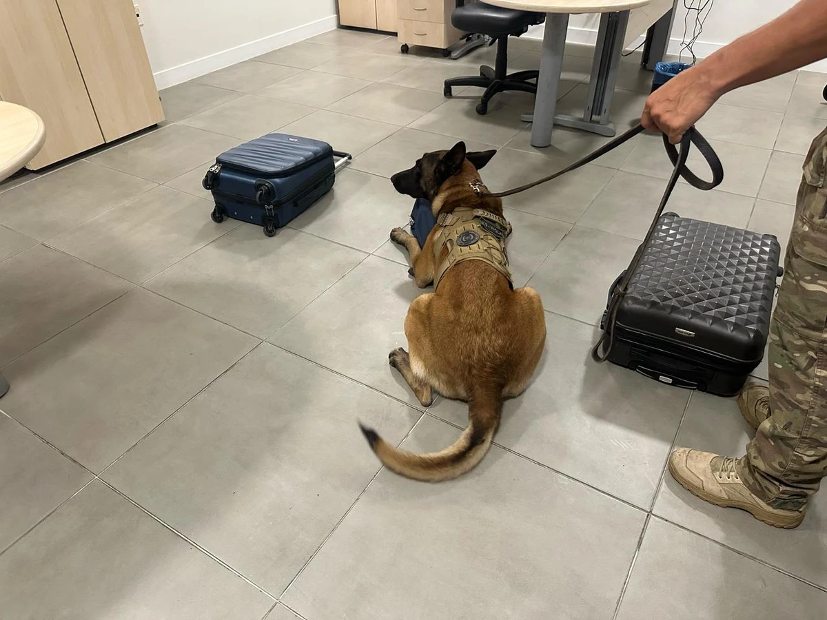 Cães farejadores auxiliaram a encontrar a droga