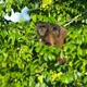 Imagem - De macaco a guaiamum: trabalho fotográfico em Aracruz registra espécies ameaçadas de extinção