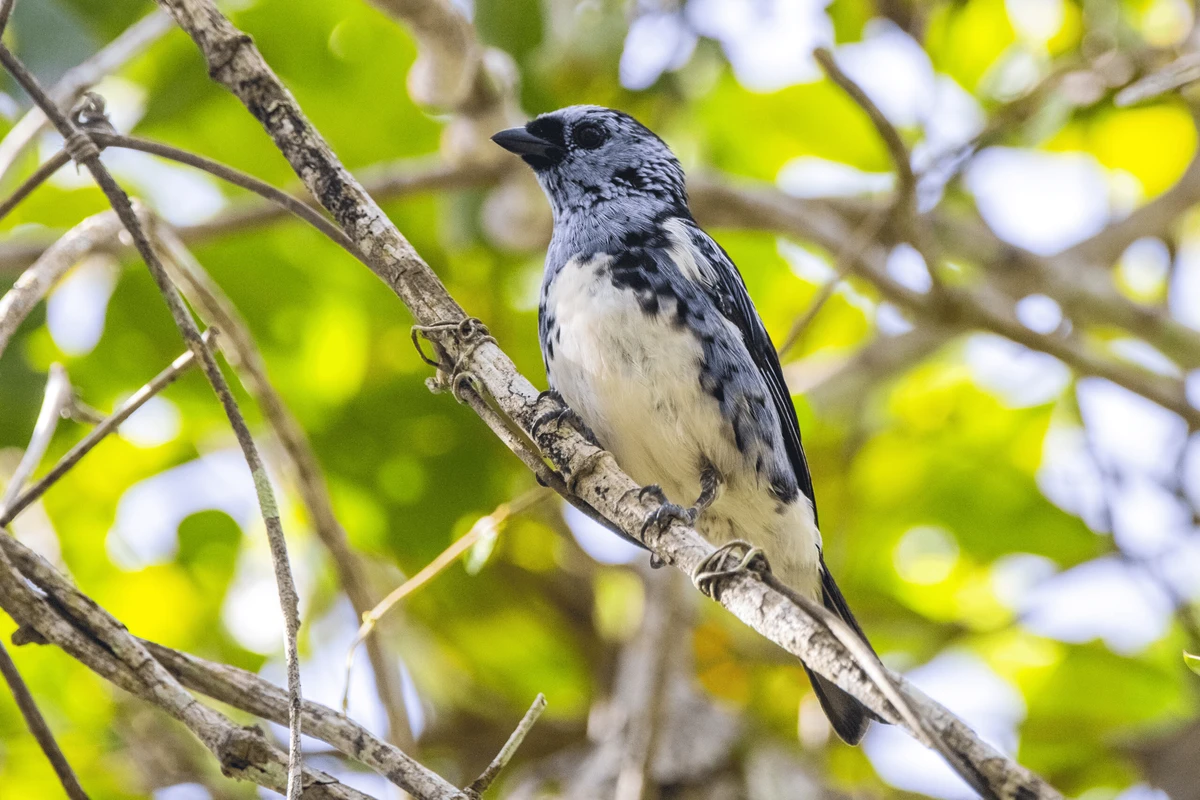 Cambada-de-chaves (Tangara brasiliensis) fotografado na trilha de visitantes  por  Leonardo Merçon/Instituto Últimos Refúgios