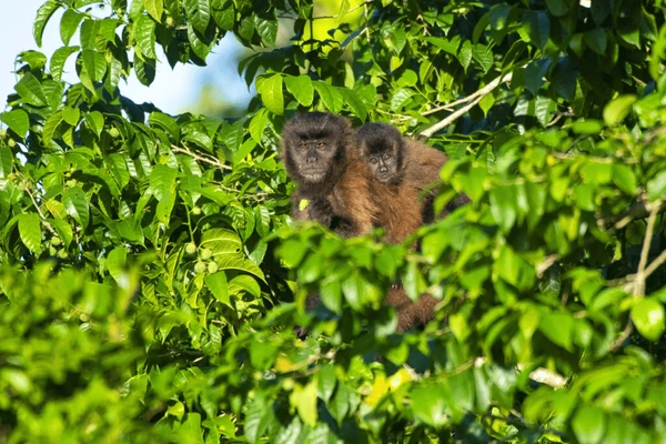 Família de Macaco-prego-preto (Sapajus nigritus) alimentando-se