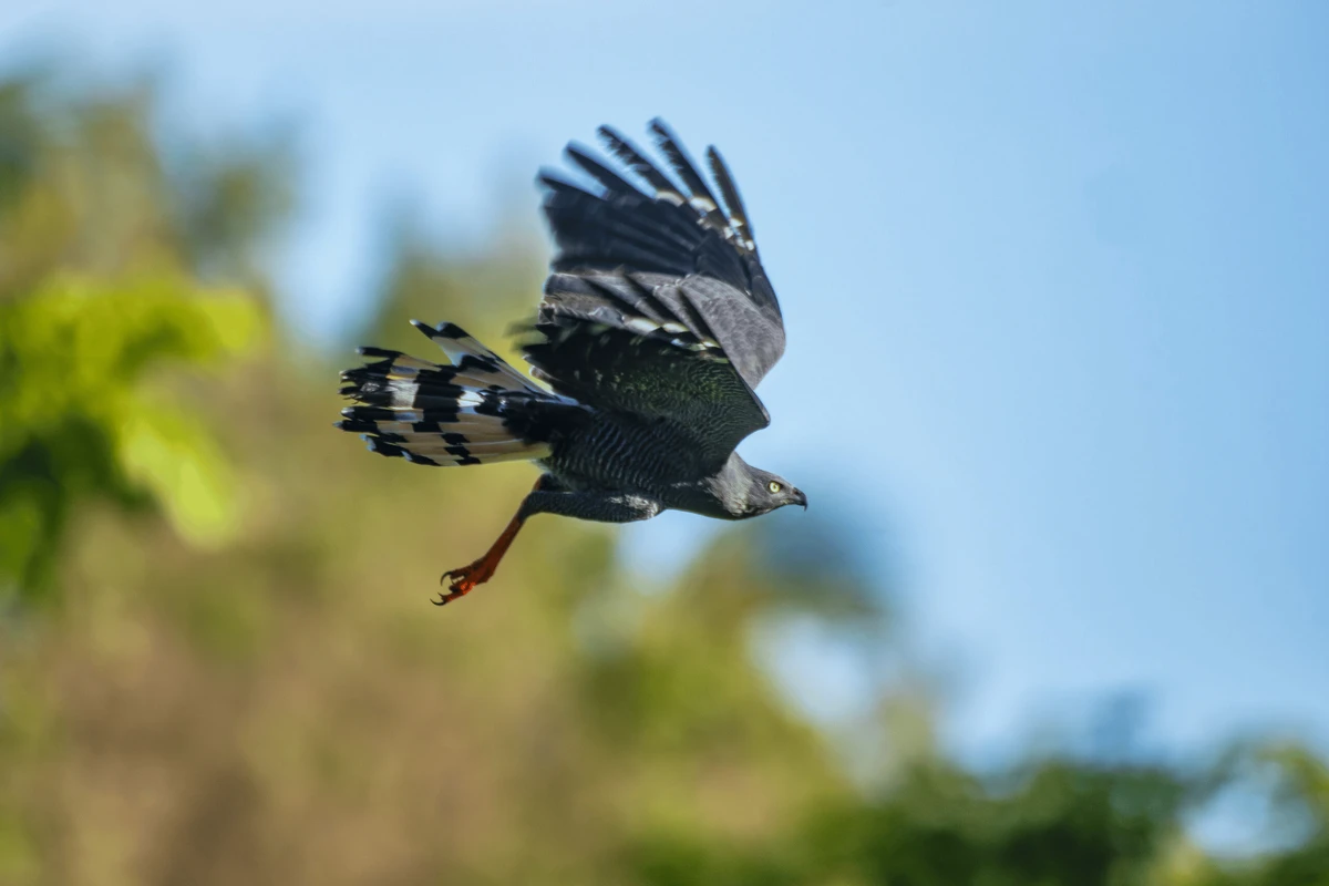 Gavião-pernilongo (Geranospiza caerulescens) por  Leonardo Merçon/Instituto Últimos Refúgios