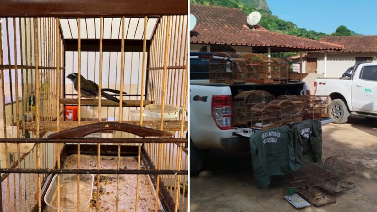 Quase 20 aves foram resgatadas e armadilhas apreendidas
