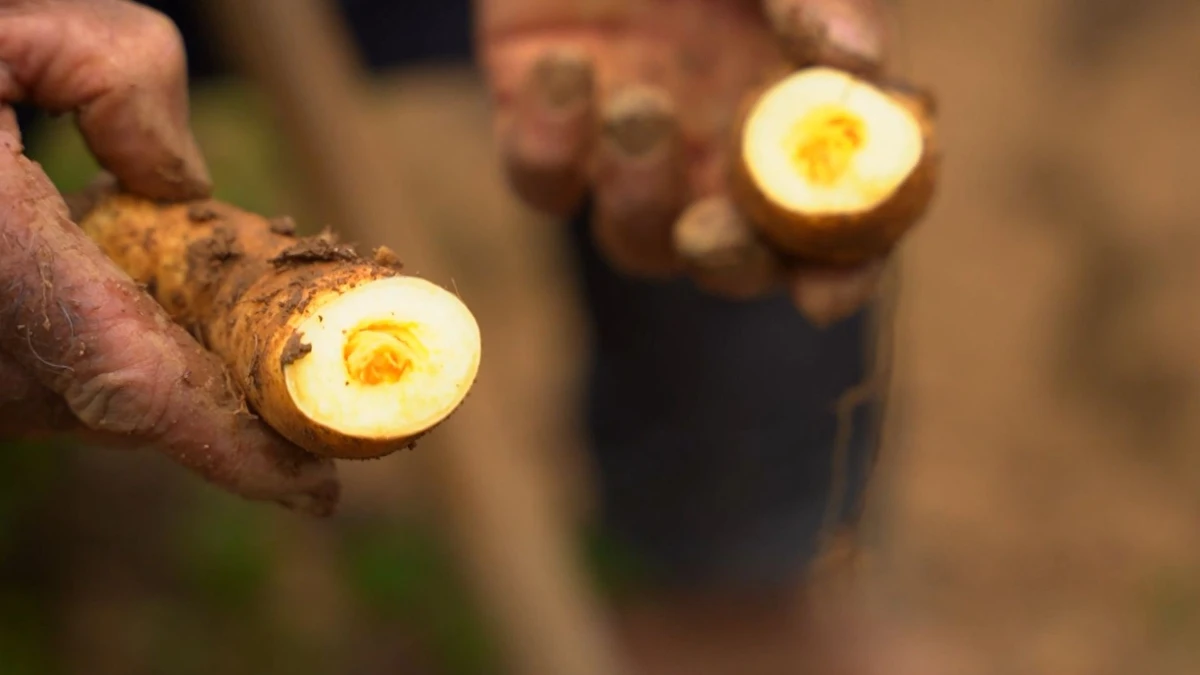 Debaixo da terra, a temperatura subiu ainda mais e cozinhou as batatas.