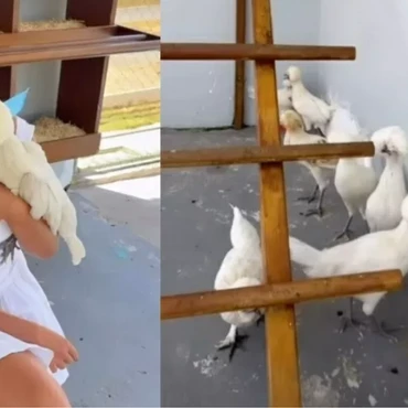 Imagem - Com ajuda dos fãs, Nicole Bahls batiza mais dois animais de sua fazenda