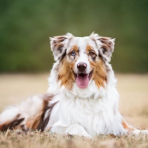 Imagem - 4 características do cachorro da raça pastor australiano 