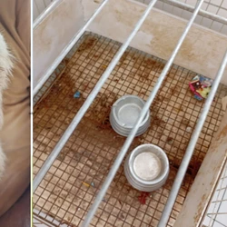 Estado registrou 625 ocorrências em 2025, sendo 472 delas contra cachorros; Grande Vitória concentra a maioria das denúncias